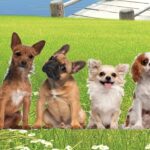 Software Veterinario